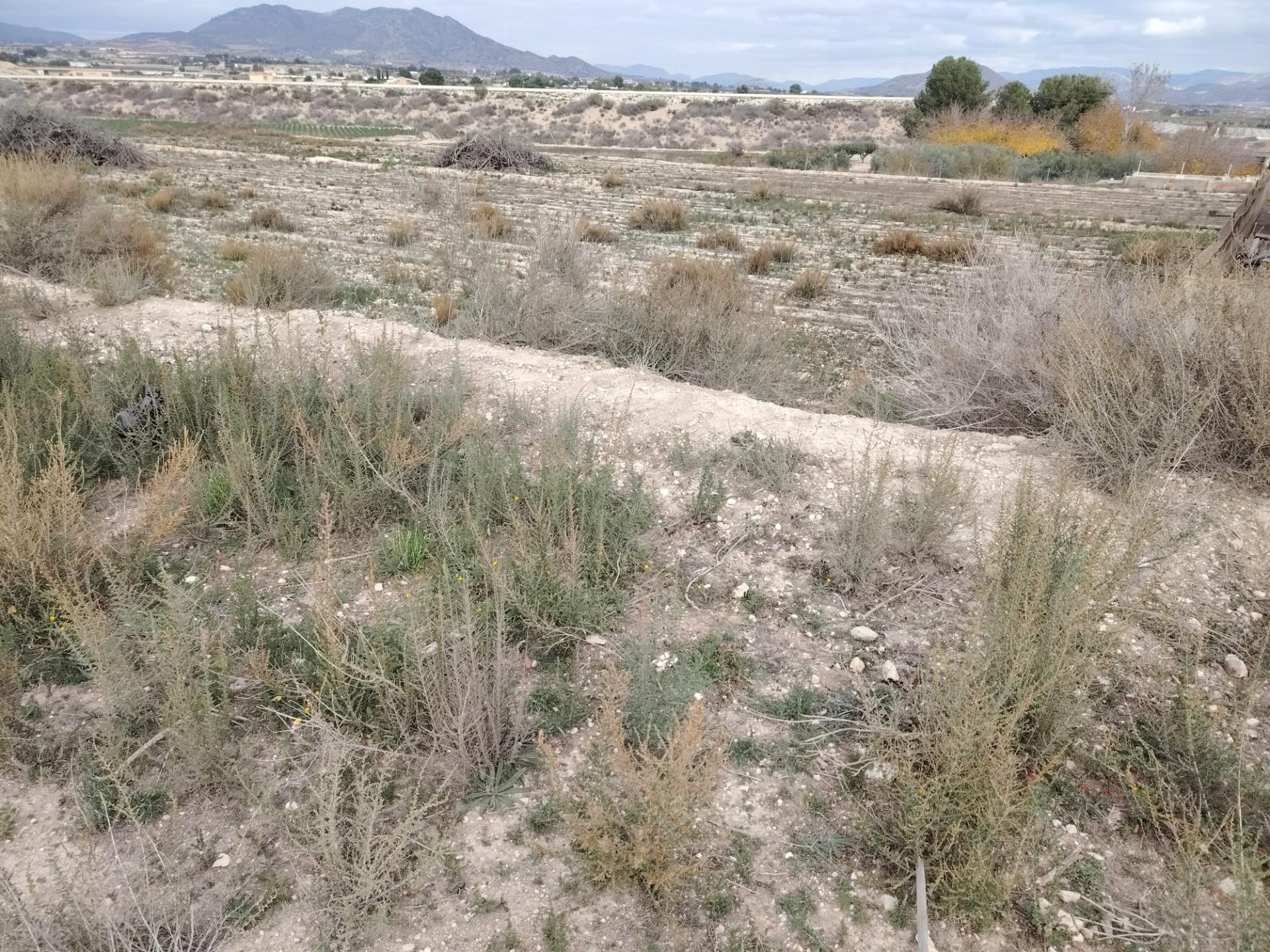 Casa o chalet en venta en Novelda con Piscina