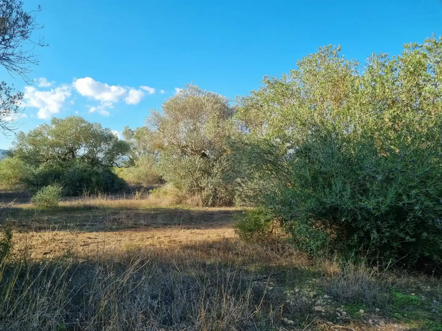 Grundstücke und Bauplätze zum Verkauf in poligono 14 parcela 31 Ginestar, imagen 2