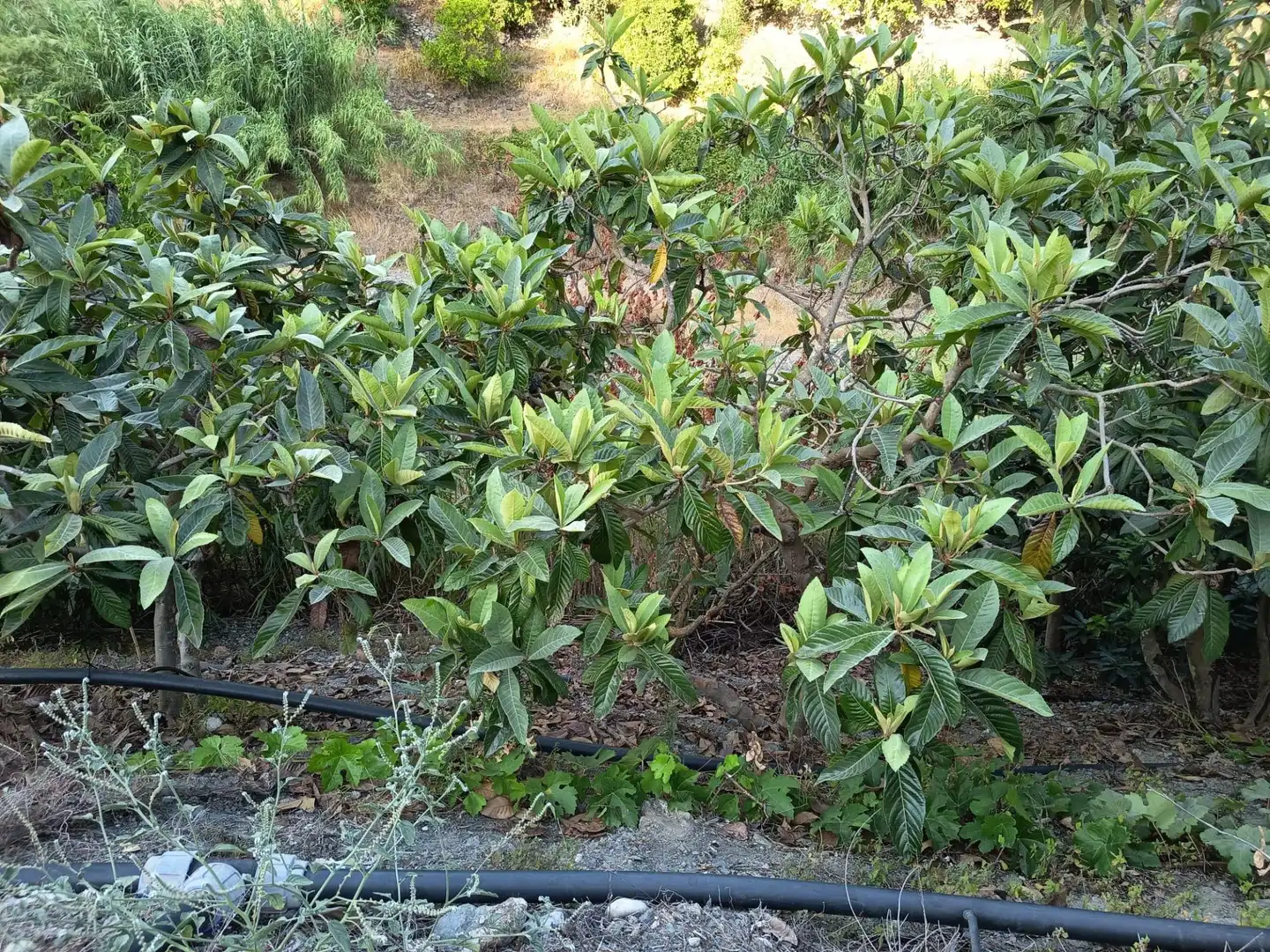 Terrenys i solars en venda a Canillas de Aceituno, imagen 28