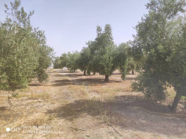 Terreno en Venta en TERMINO DE BAENA  en Baena