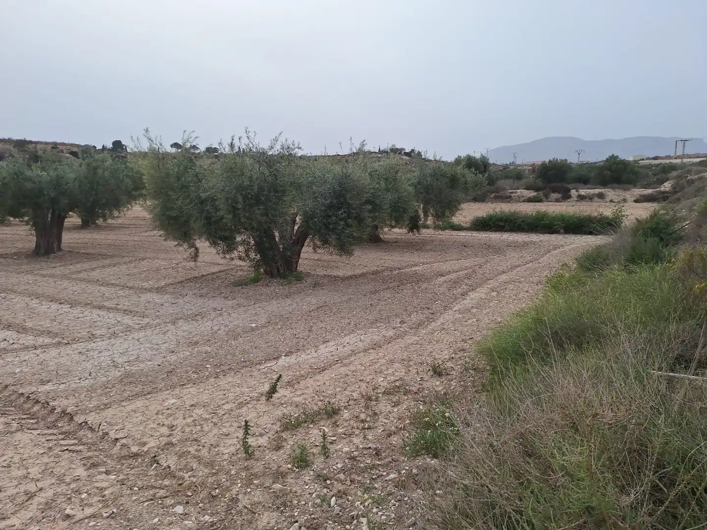 Terreny rústic en venda a Agost, imagen 12
