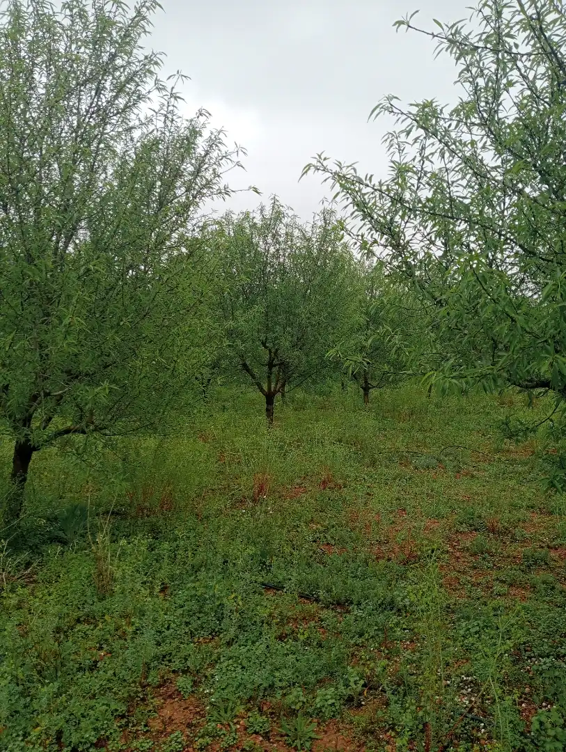 Detached house with pool for sale in Plaça Pla del Molí 1, imagen 19