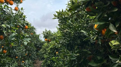 Photo 2 of Land for sale in Camí Joaquin Dicenta, 4, Partides comunes - Adsubia, Jávea / Xàbia