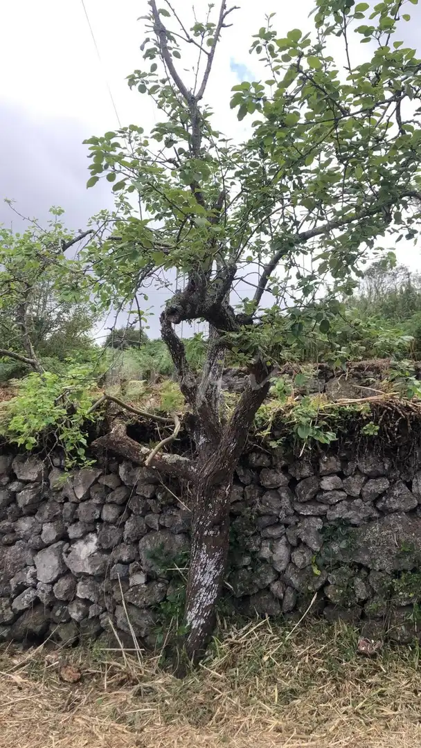 Garten von Residential zum Verkauf in Santiago del Teide