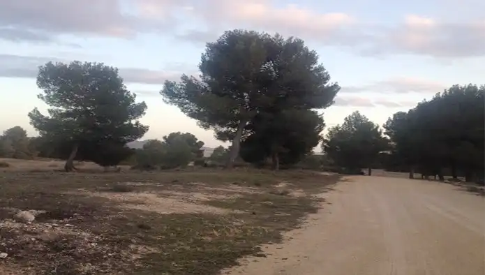 Terreny rústic en venda a Pt Arciseco, Cañadas del Arciseco y Casas del Carrasco, imagen 8