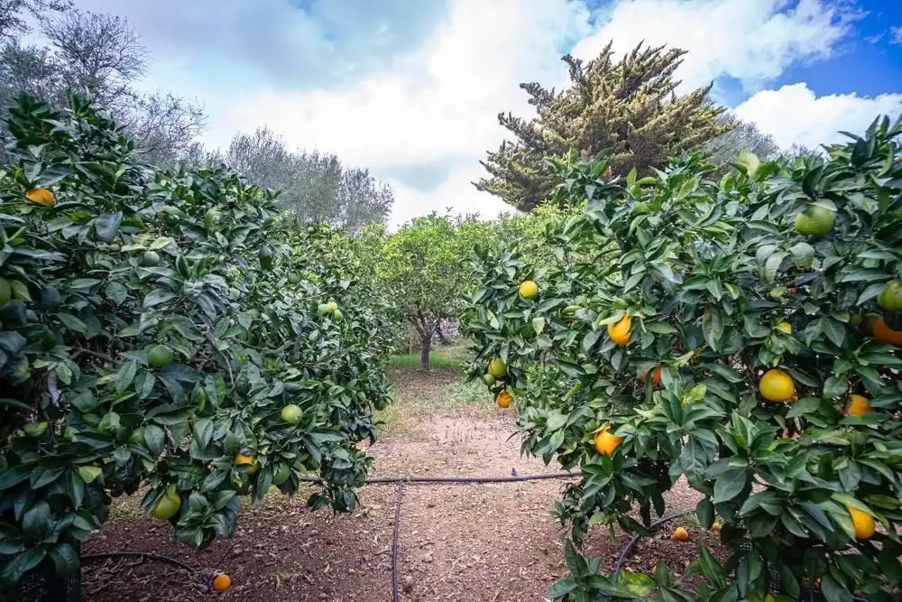 Jardín de Finca rústica en venta en Algaida con Aire acondicionado, Calefacción y Jardín privado