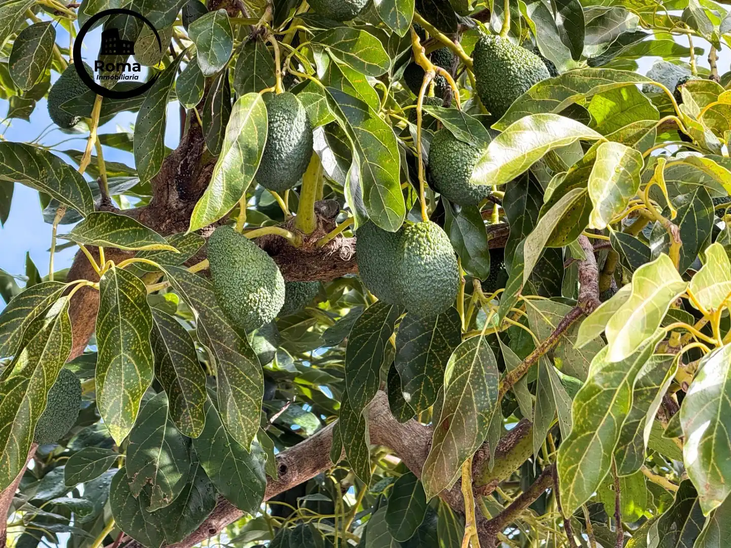 Jardí de Finca rústica en venda en Los Guájares amb Terrassa i Traster