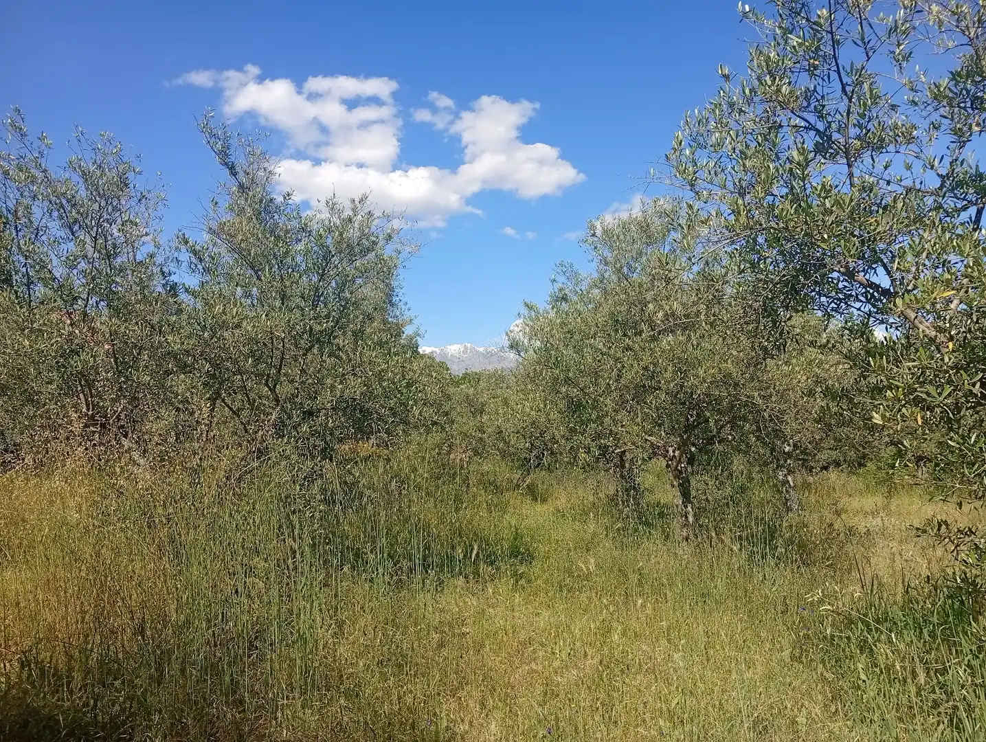 Maison à vendre à Villanueva de la Vera, imagen 50