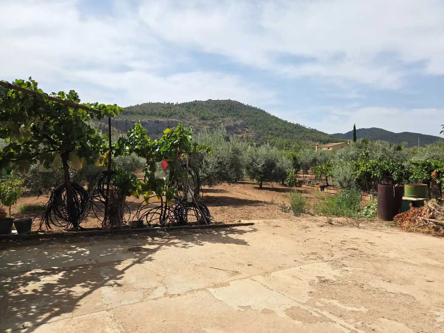 Jardín de Finca rústica en venta en Bullas