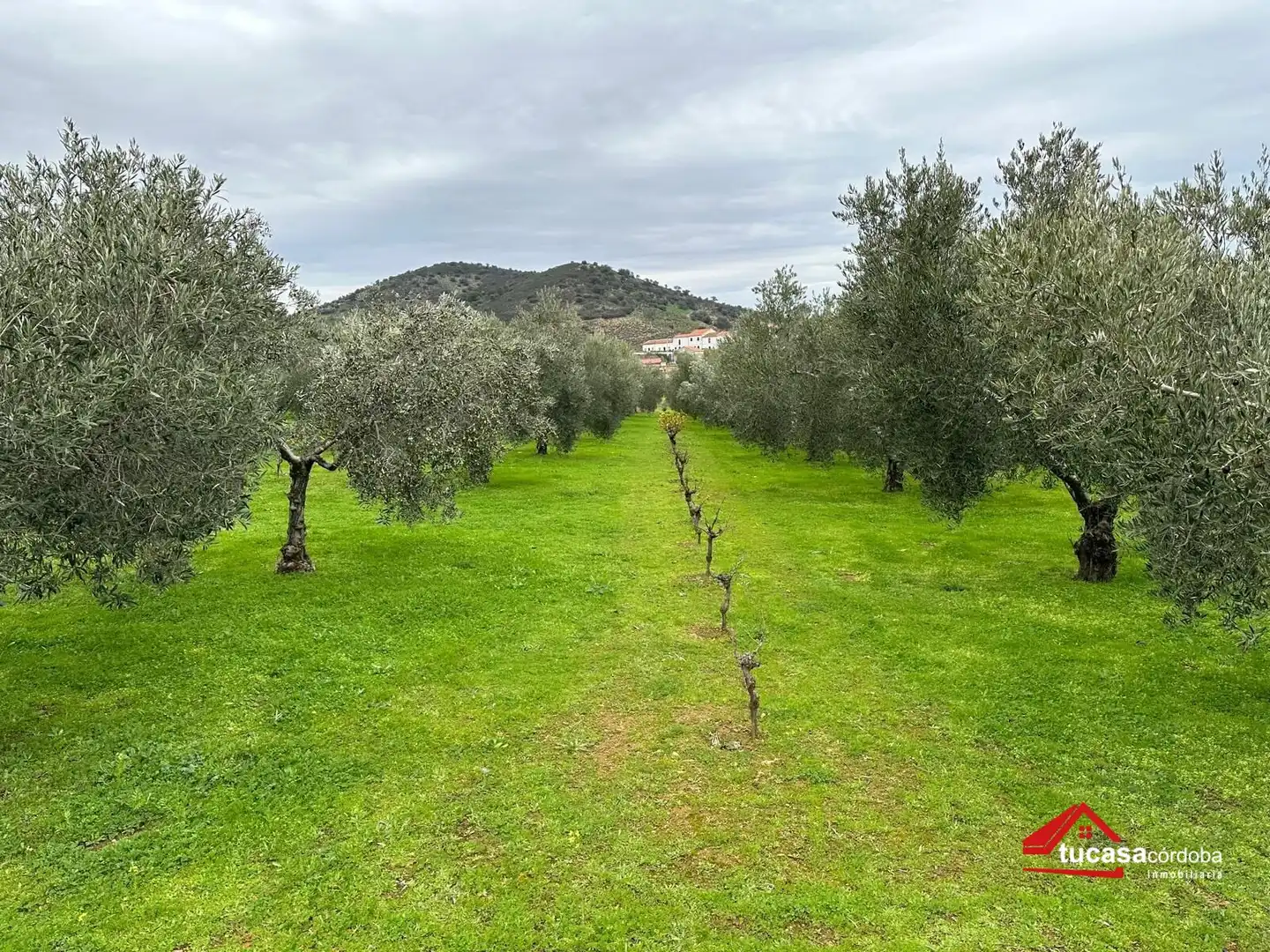 Terreno rustico in vendita a Villanueva del Rey, imagen 45