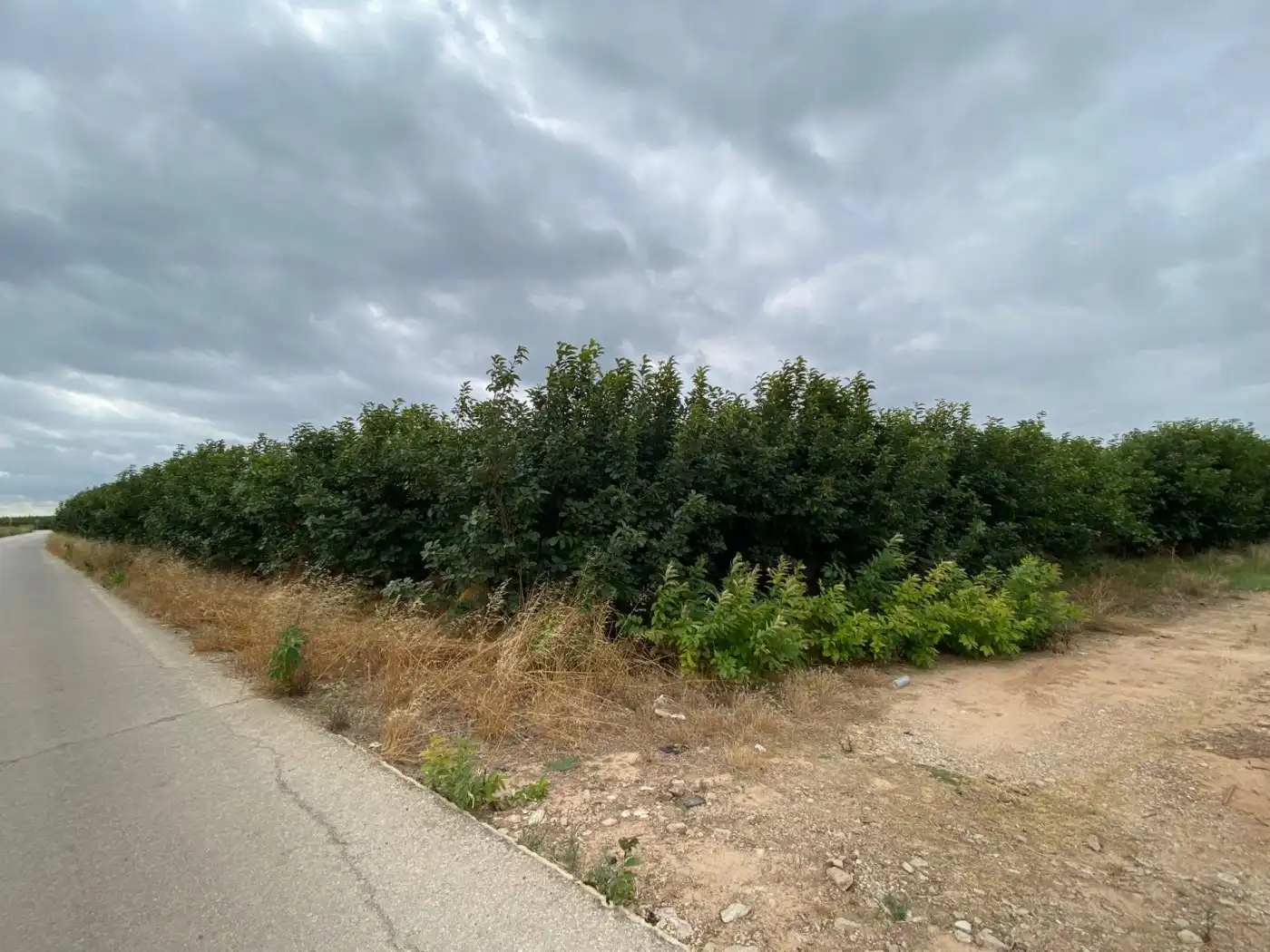 Terreno en venta en Carlet