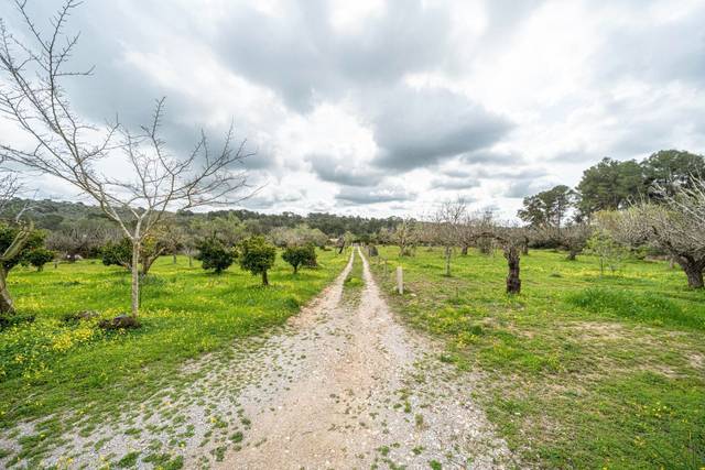 Finca rústica en Alquiler en Llucmajor pueblo