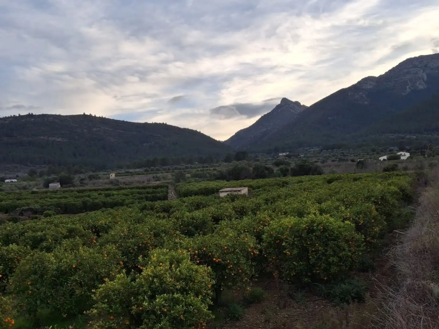 Jardín de Terreno en venta en Alcalalí, Alicante