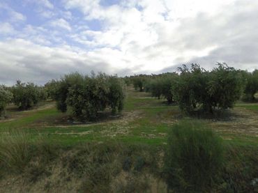 Terreno rustico in vendita a Baena