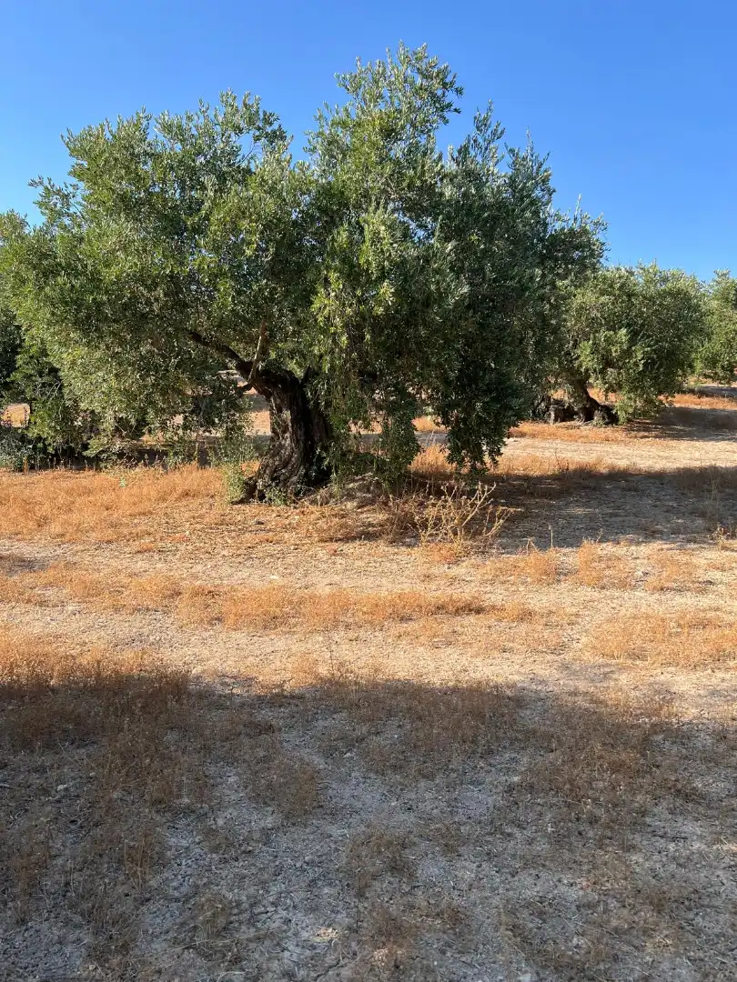 Terreny rústic en venda a Priego de Córdoba