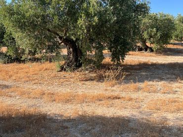 Terreno rustico in vendita a Priego de Córdoba