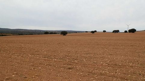 Fincas inmancha 388 has. labor caza menor en Villarrobledo (Albacete), imatge 2