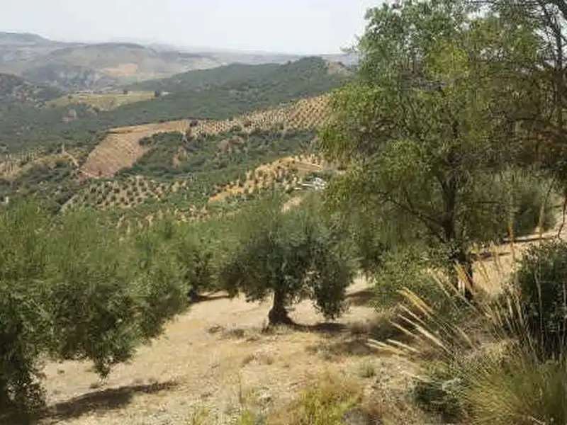 Terreni e lotti in vendita a Huelma, imagen 2