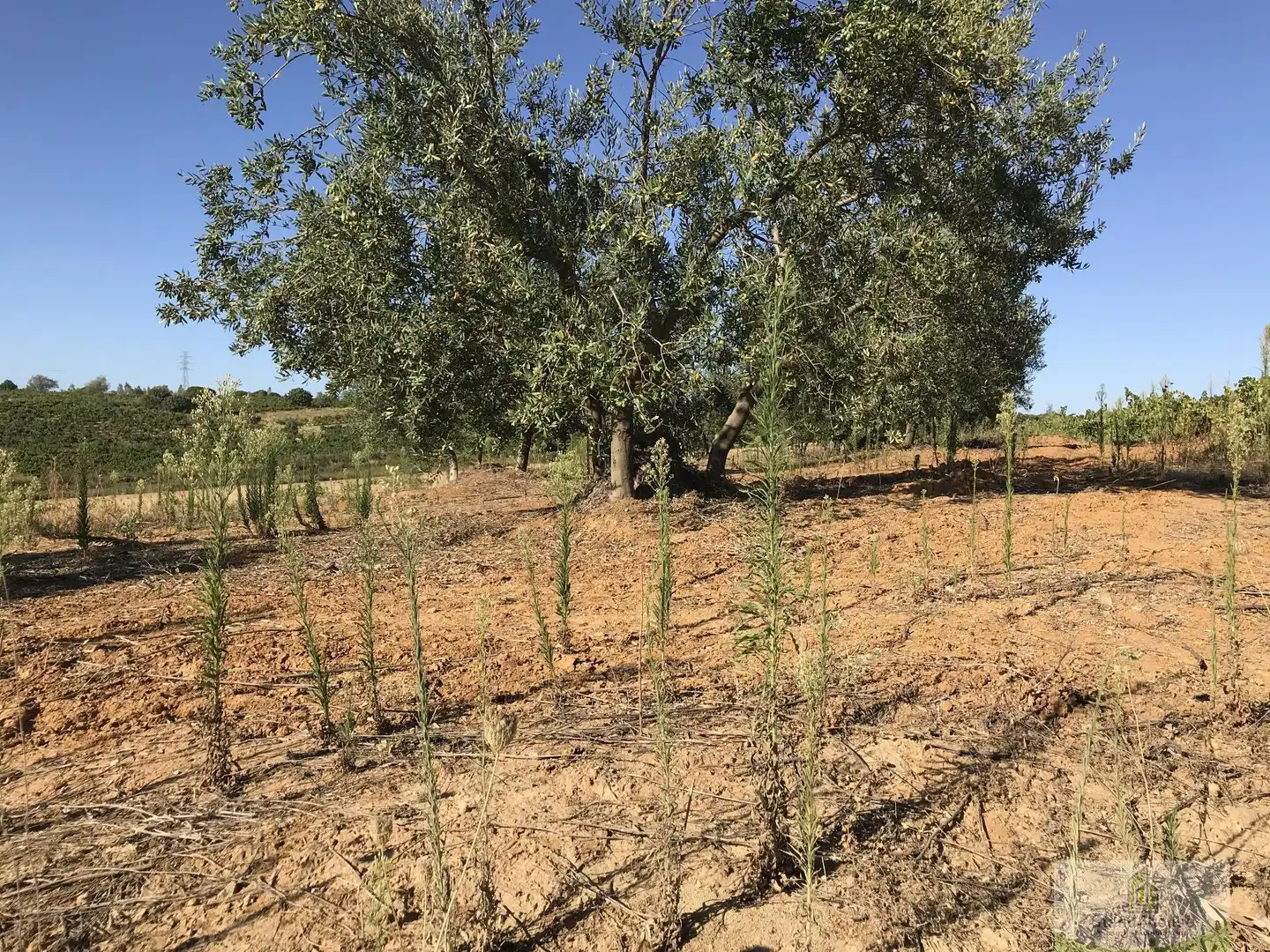 Finca rústica en venta en Chucena