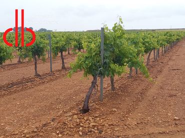 Terreno rustico in vendita a Tomelloso