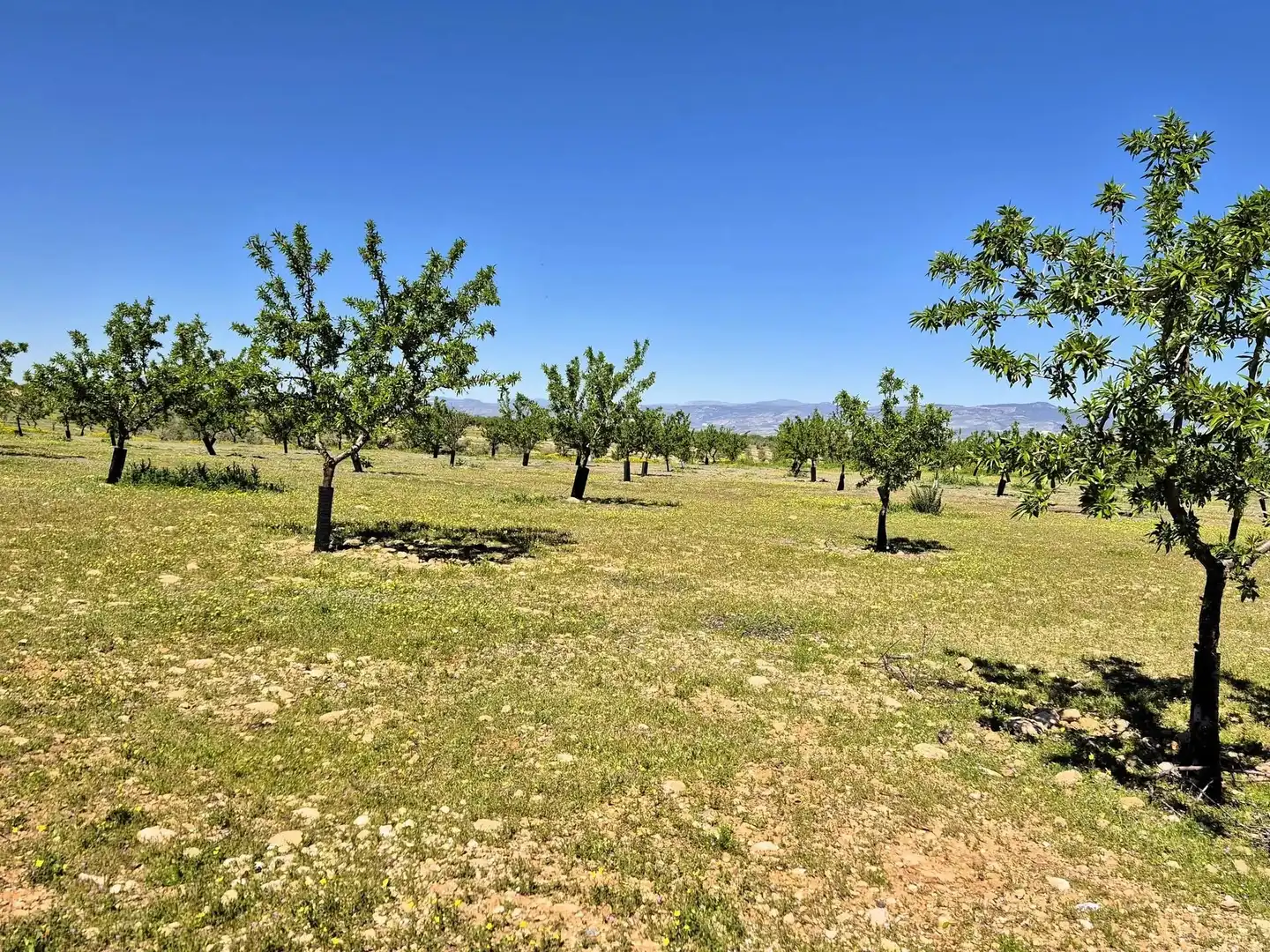 Terreny rústic en venda a Moraleda de Zafayona, imagen 14