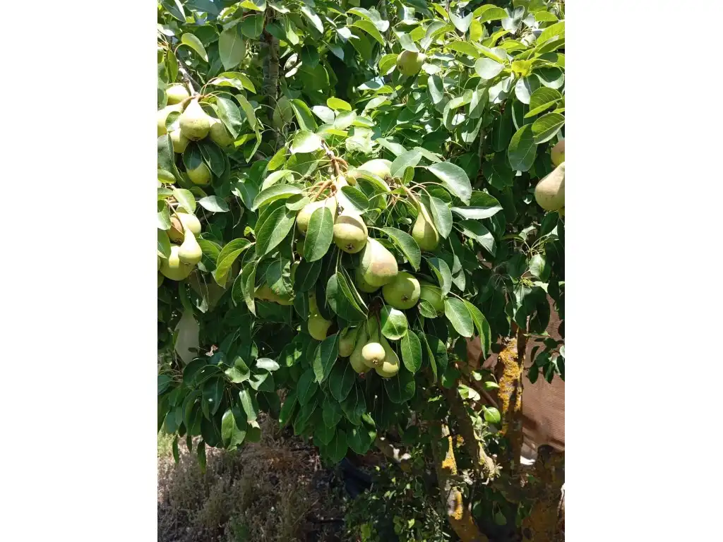 Jardín de Casa o chalet en venta en Chipiona