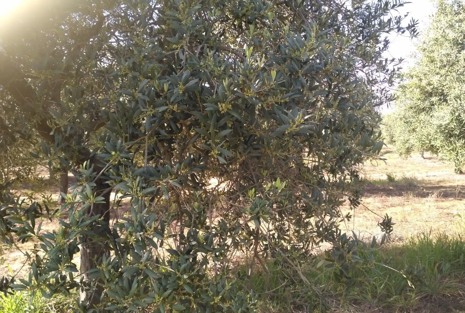 Terreni e lotti in vendita a Lucena del Puerto, imagen 11