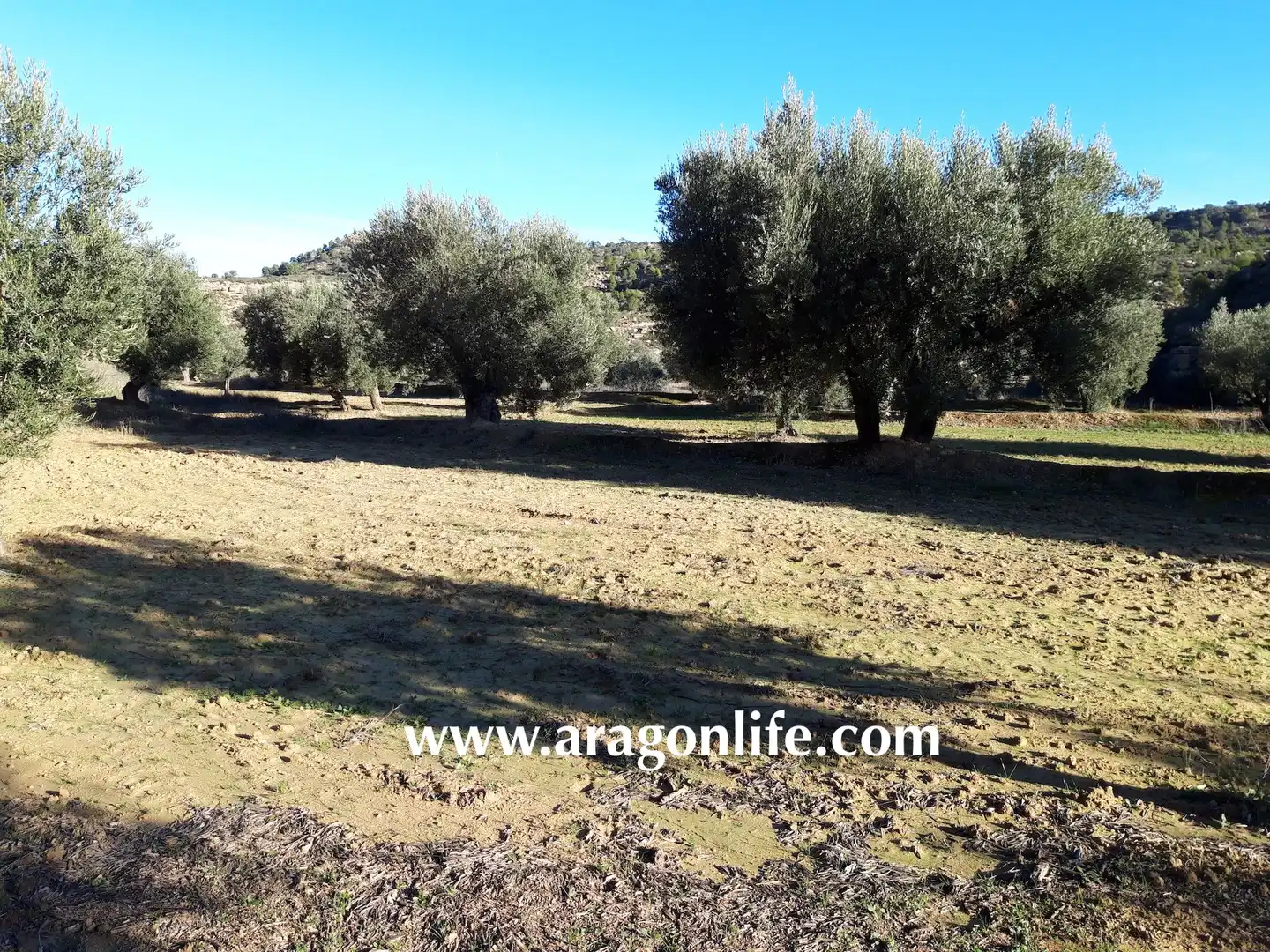 Terreni e lotti in vendita a Maella, imagen 19