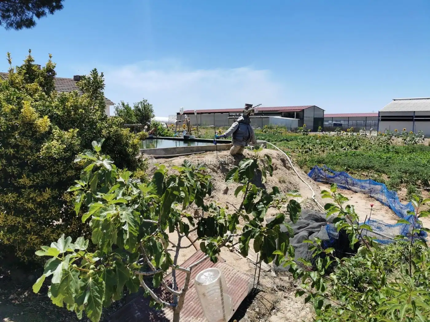 Finca en santa olalla toledo, imatge 4