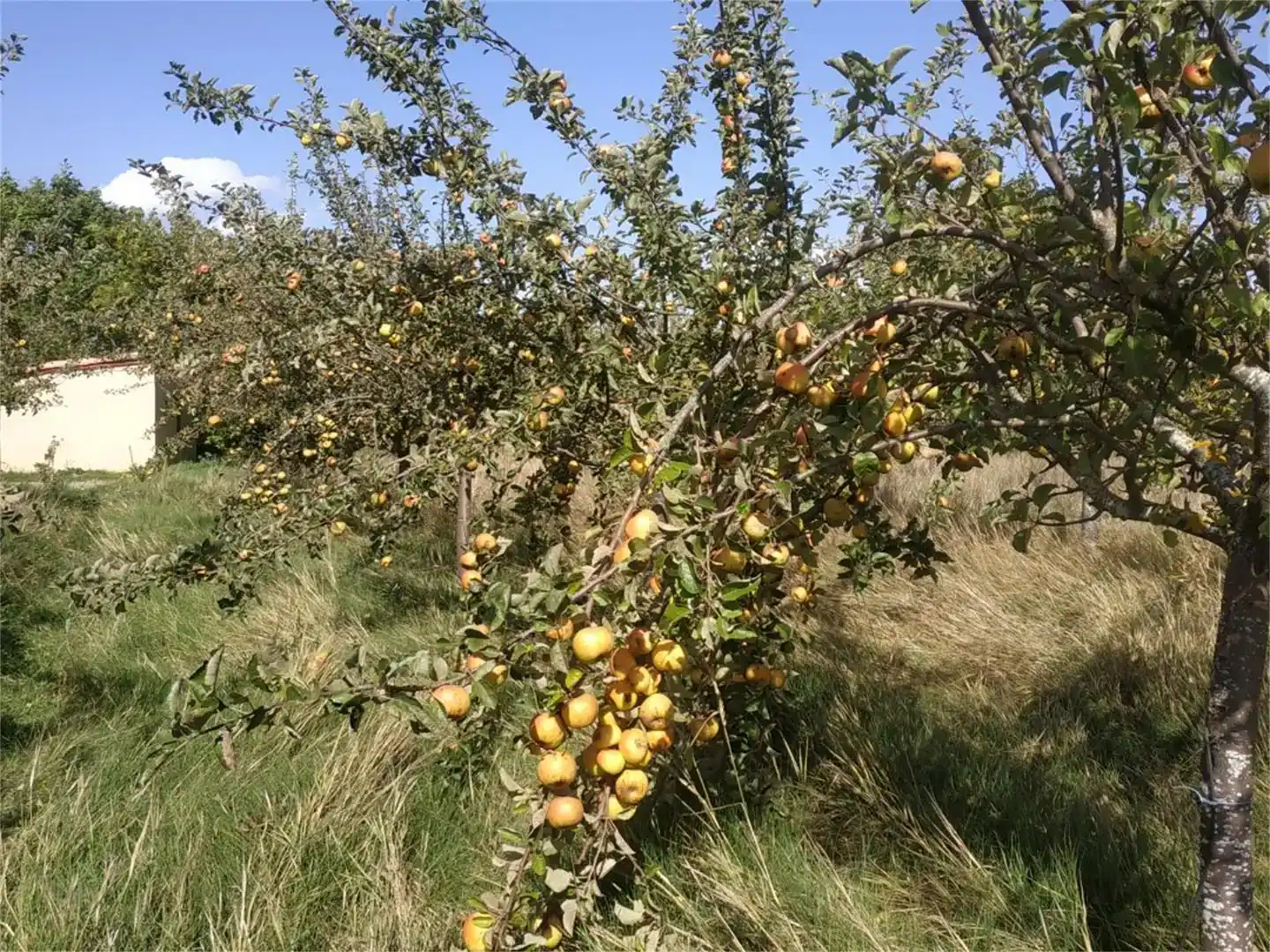 Jardí de Finca rústica en venda en Herrera de Pisuerga