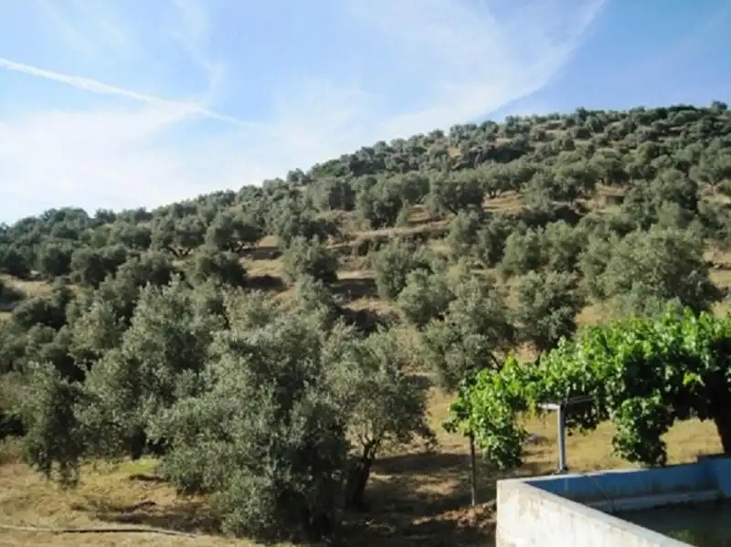 Terreni e lotti in vendita a Navas de San Juan, imagen 7