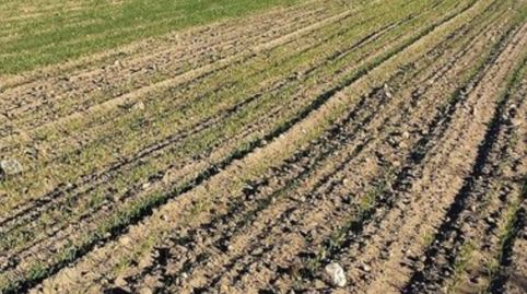 SE VENDE FINCA DE REGADIO, immagine 2