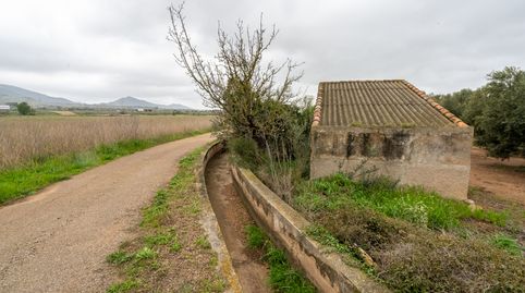 Finca rústica de olivos. Variedad arbequina., immagine 5