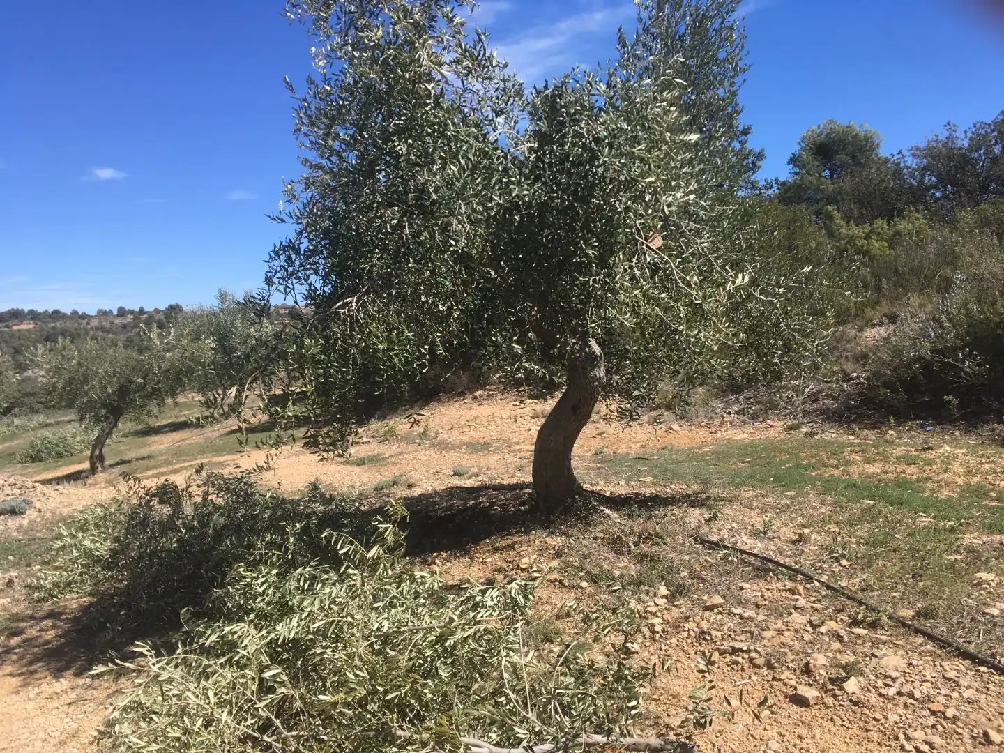 Rural land for sale in Carrer de Sant Pere 2, imagen 6