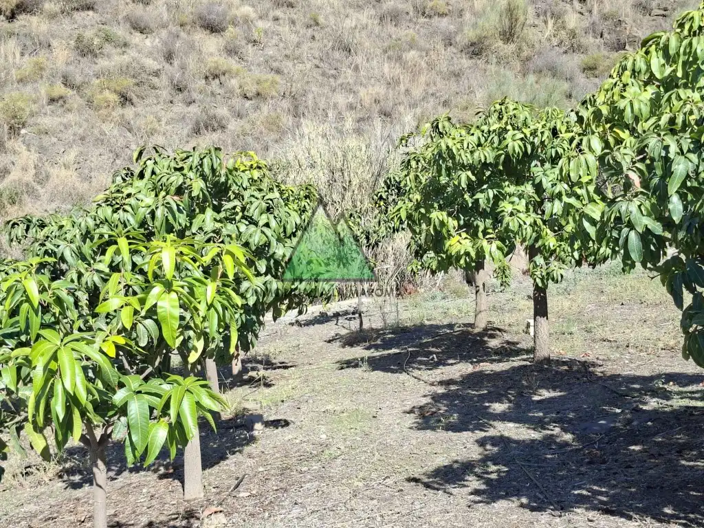 Jardí de Casa o xalet en venda en Vélez-Málaga
