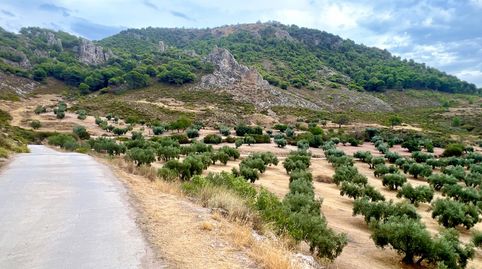 NIVAR  FINCA DE OLIVOS