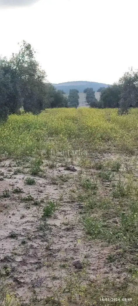Terreny rústic en venda a Diseminado Diseminados 1333, imagen 4