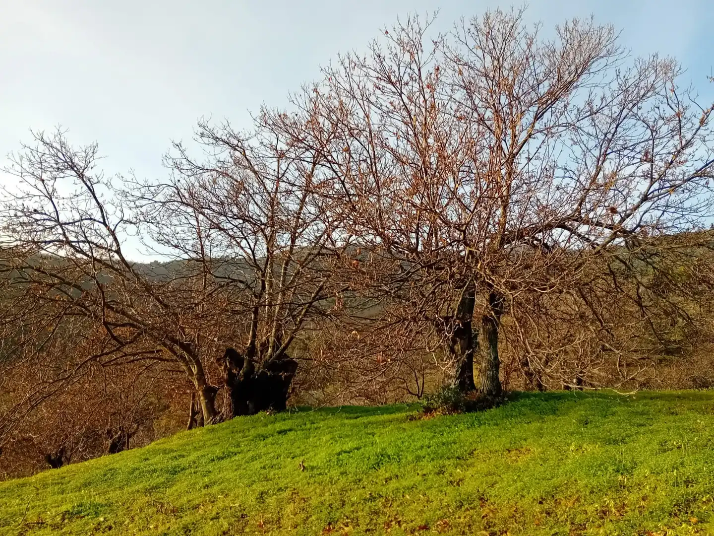 Terreno rústico en venta en Yunquera, imagen 9