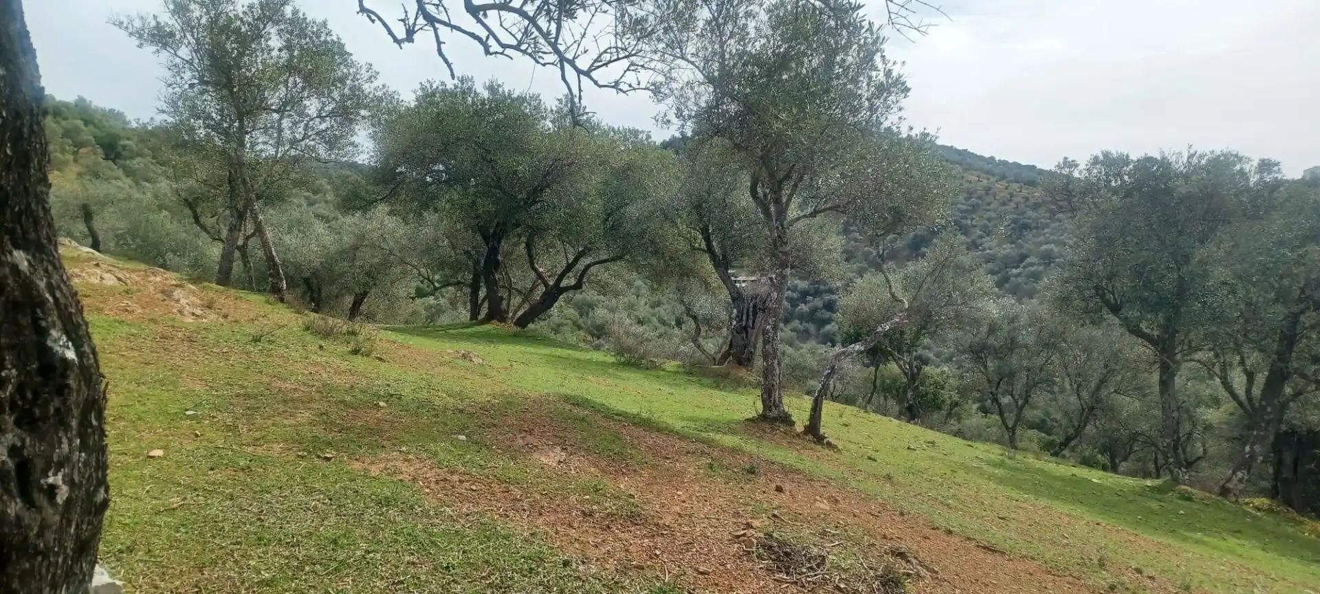 Terreni e lotti in vendita a Constantina, imagen 7