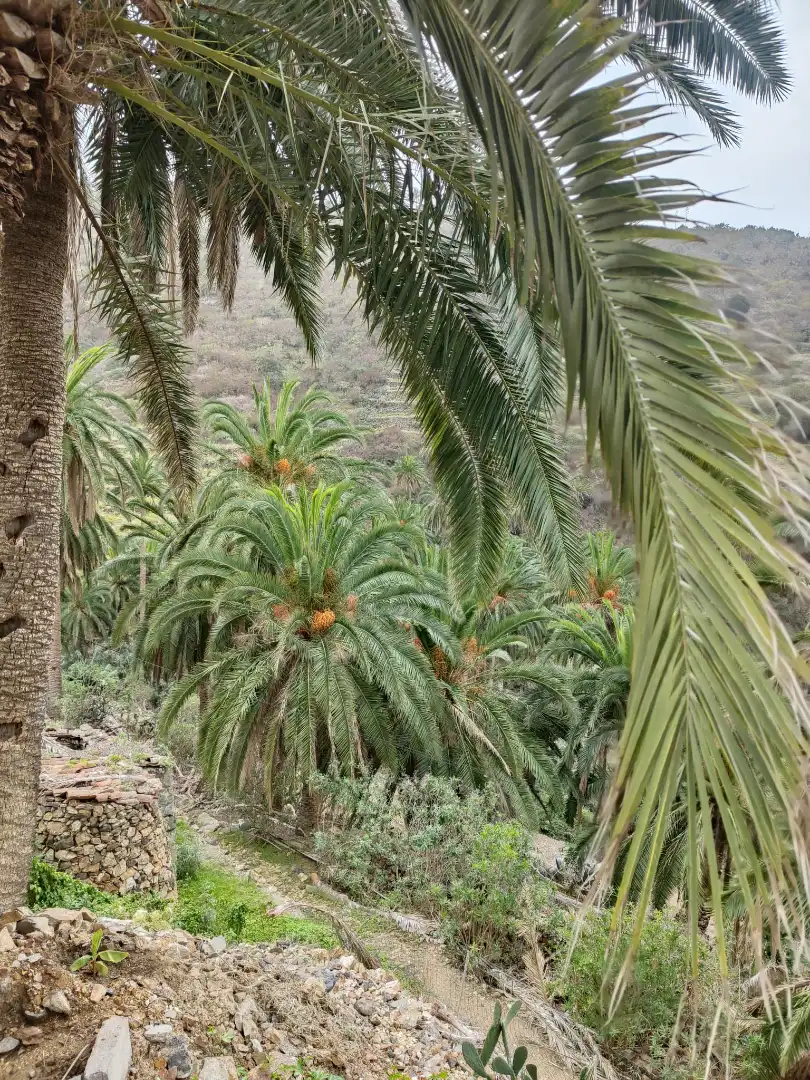 Garten von Country house zur Miete in Vallehermoso mit Klimaanlage, Möbliert und Waschmaschine