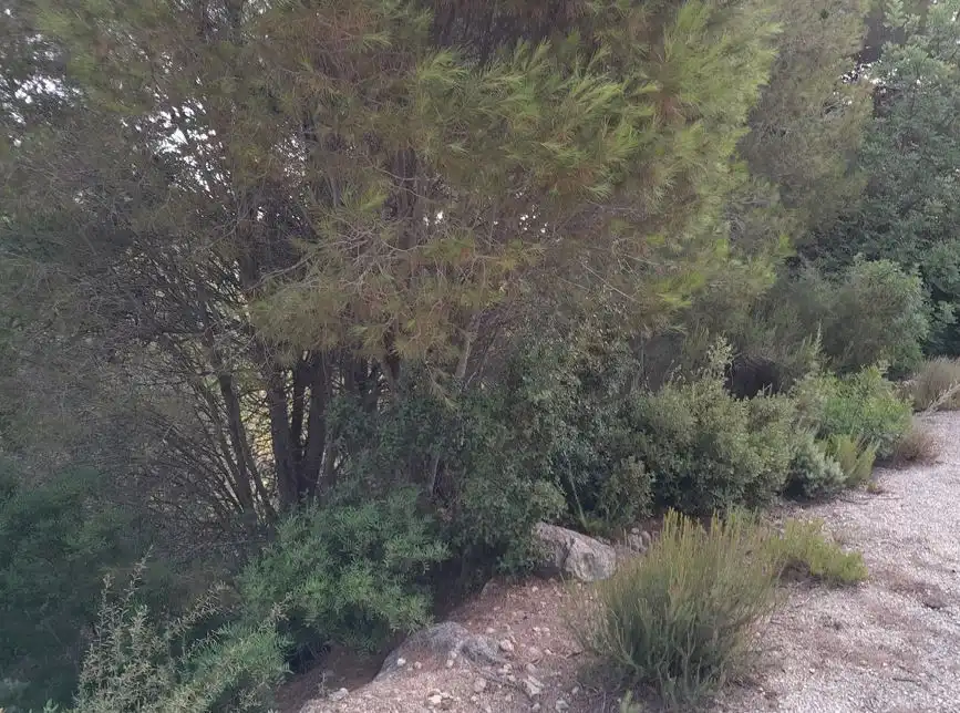 Grundstücke und Bauplätze zum Verkauf in Alginet, imagen 8