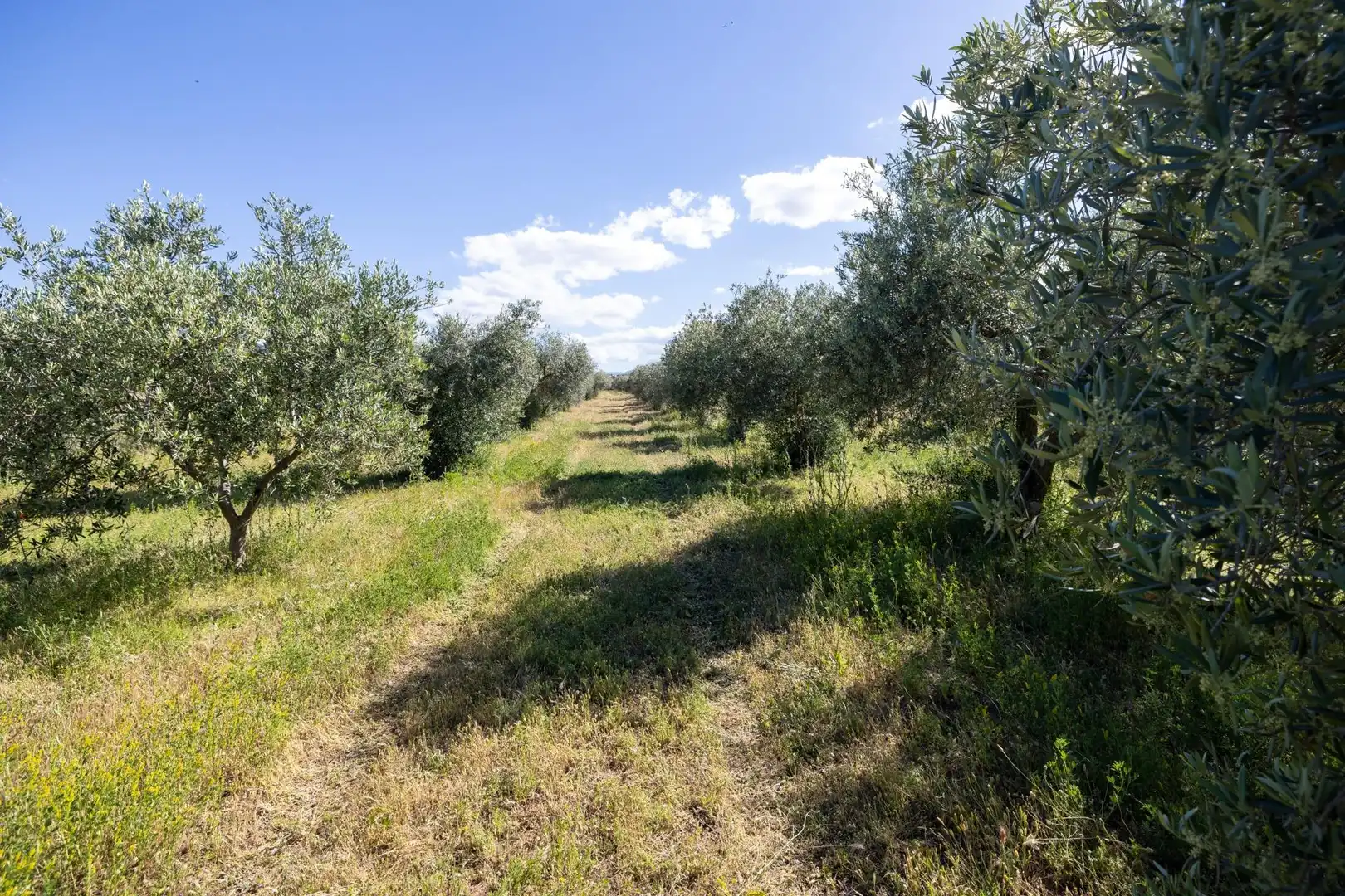 Rural land for sale in Polígono 3 Parcela 220 Arnique, imagen 8