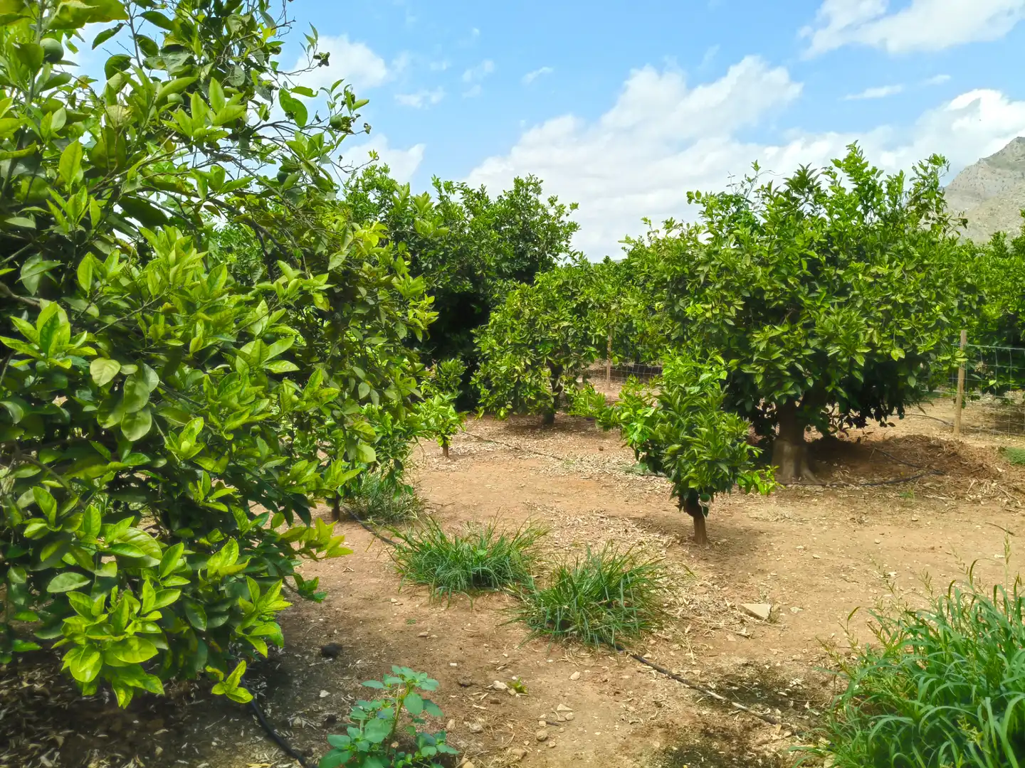 Rural land for sale in Partida Pla 42, imagen 16