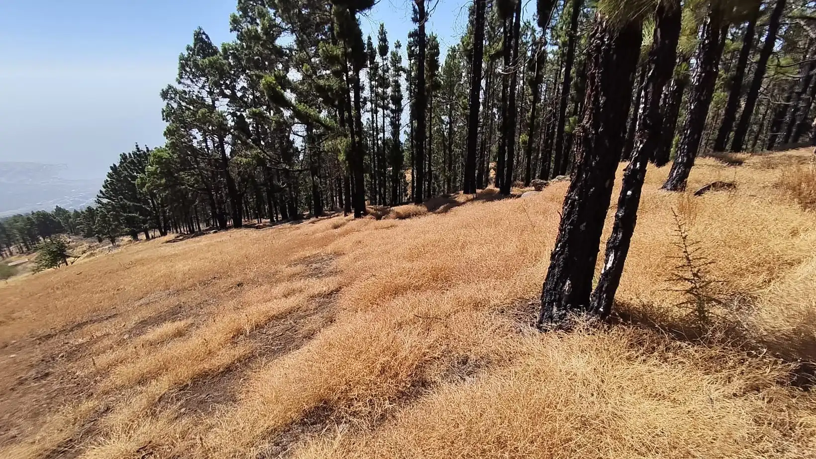 Rural land for sale in Machado - Las Barreras, imagen 3