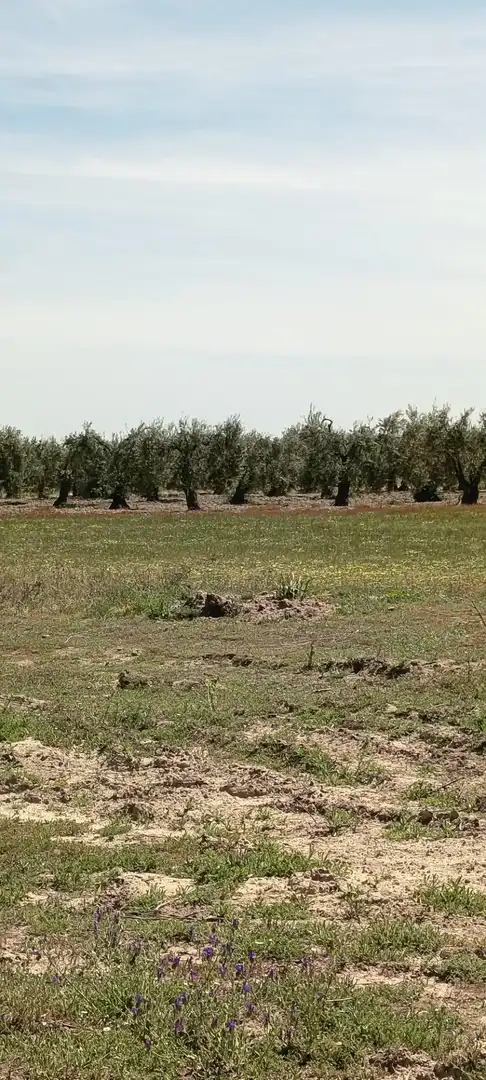 Rustikales Grundstück zum Verkauf in Villamanrique de la Condesa, imagen 4