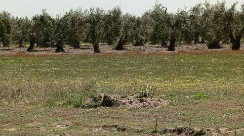 Foto 4 de Terreno en venta en Villamanrique de la Condesa, Sevilla