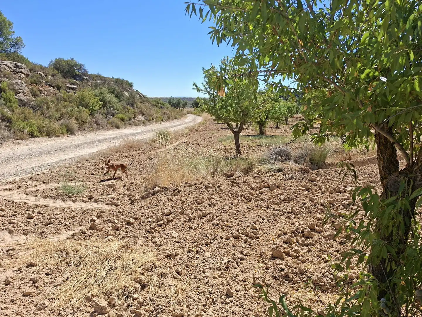 Terreno en venta en Maella