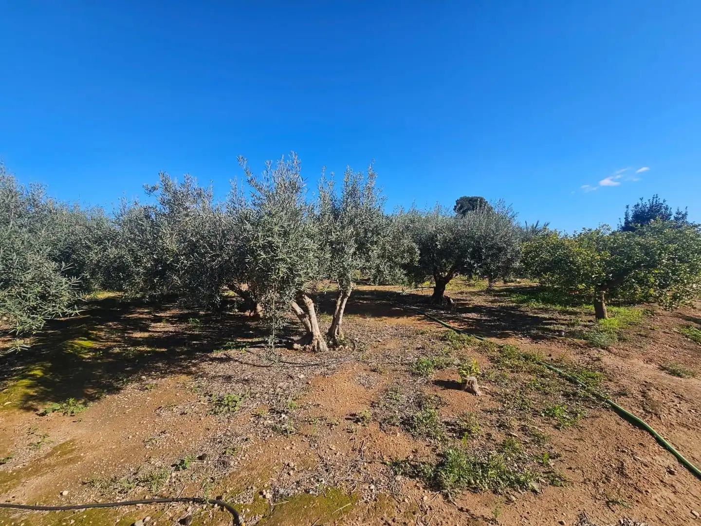 Commercial properties for sale in Fuente Álamo de Murcia