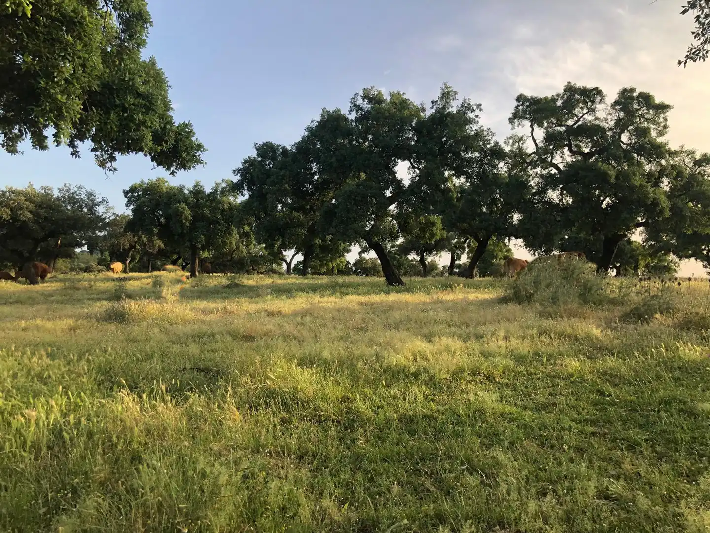 Terreno en venta en Sevilla