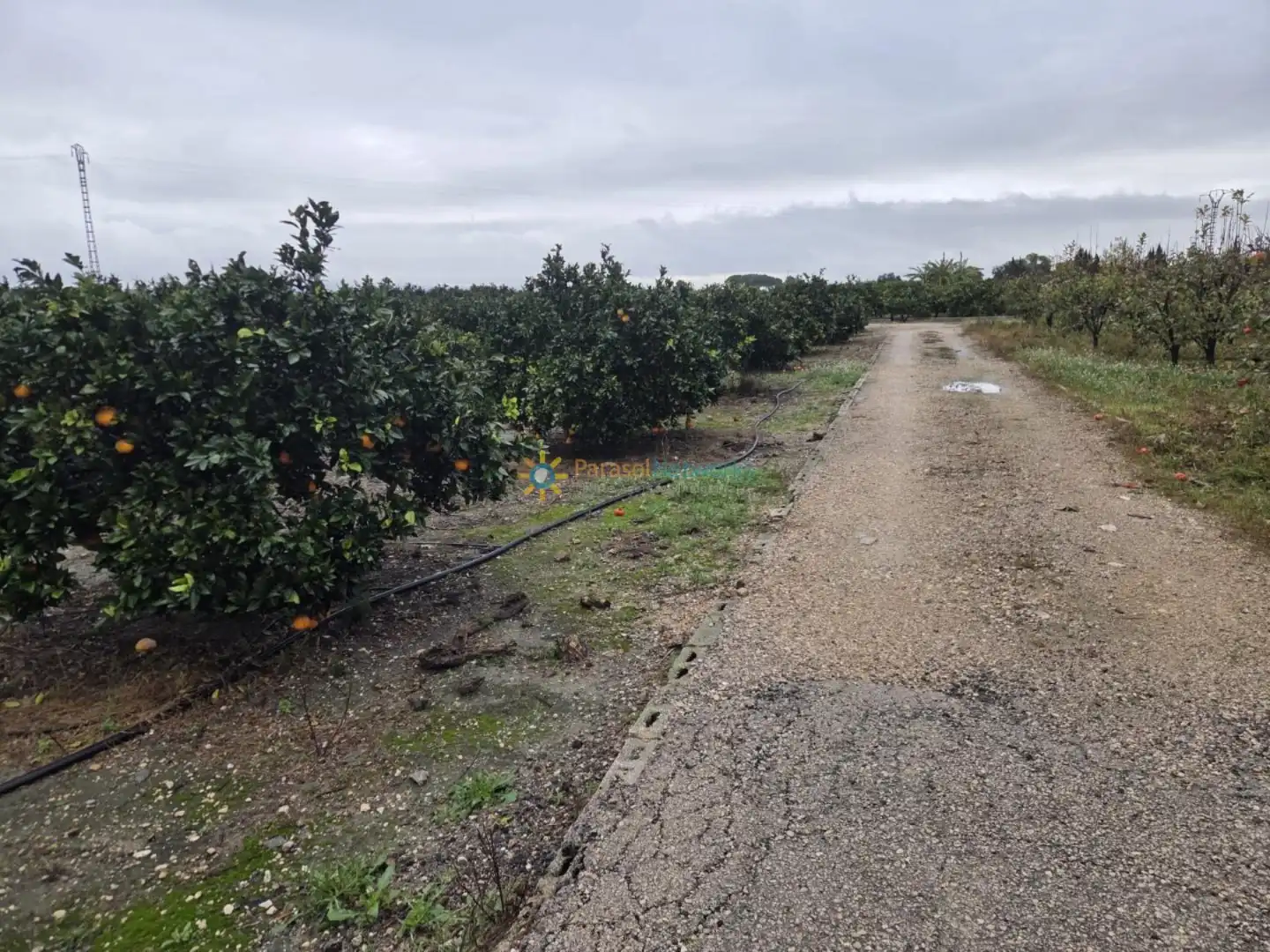 Rural land for sale in Senyera, imagen 3